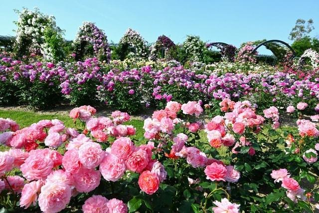 万博記念公園 春のローズフェスタ
