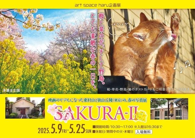 ハル6周年記念・企画展〜桜と菜の花、そして野鳥。とても素敵な春の一日を。SAKURA2