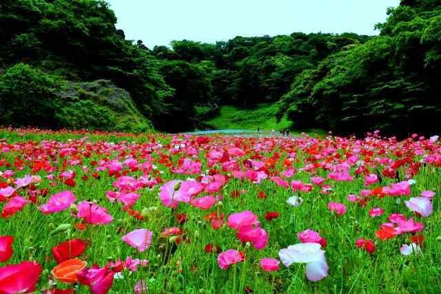 くりはま花の国　ポピー・ネモフィラまつり