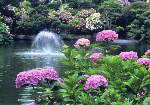第51回水戸のあじさいまつり