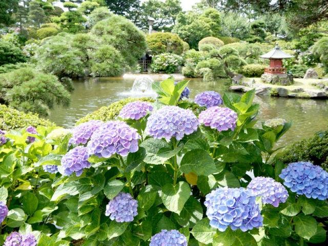 【あじさい・見ごろ】保和苑