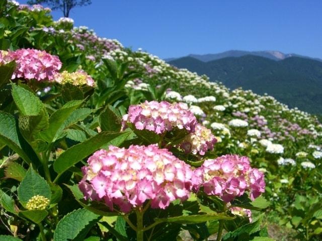 第22回南部あじさいまつり