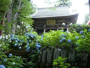 【あじさい・見ごろ】高源院
