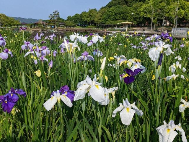 【花・見ごろ】東郷湖羽合臨海公園あやめ池公園の花ショウブ
