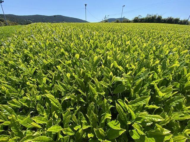 世知原新茶まつり じげもん市