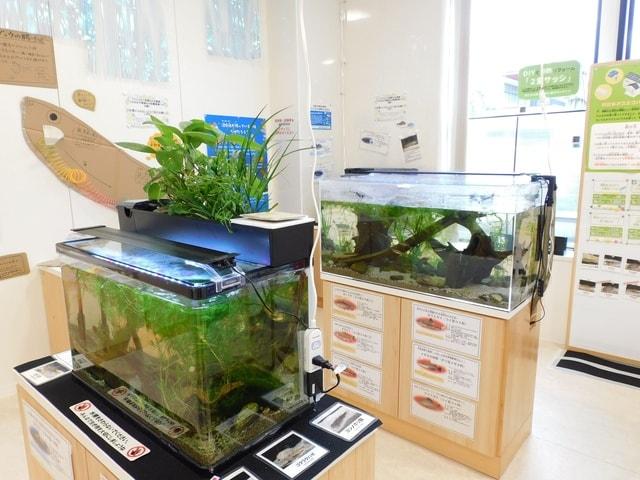 脱炭素な生活スタイル展とミニ淡水魚水族館