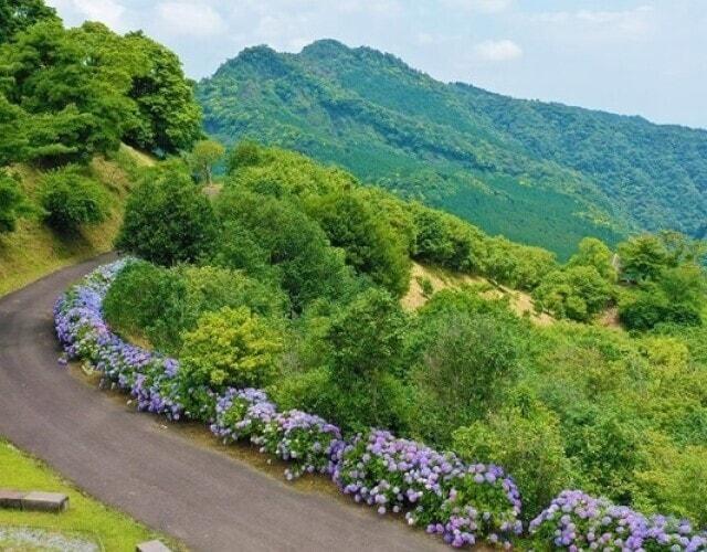 【あじさい・見ごろ】椿山森林公園