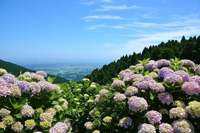 【あじさい・見ごろ】荒平山森林公園