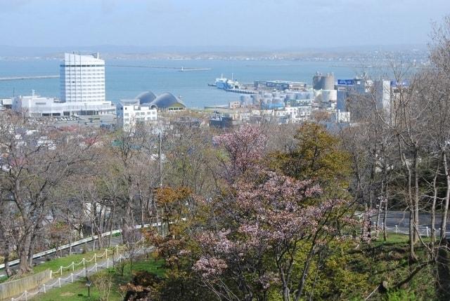 【桜・見ごろ】稚内公園