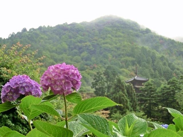 【あじさい・見ごろ】大滝山西法院（あじさい寺）