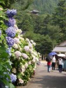第16回　備前市大滝山西法院　あじさい祭り