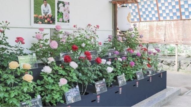 2025 フローランタンー柳楽桜子のバラ百選ー