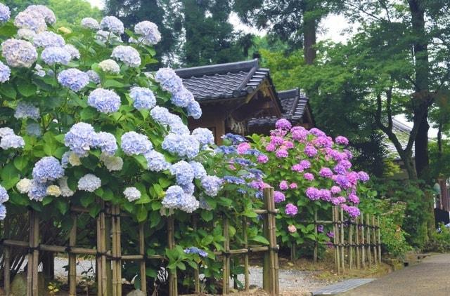千光寺　あじさい祭り
