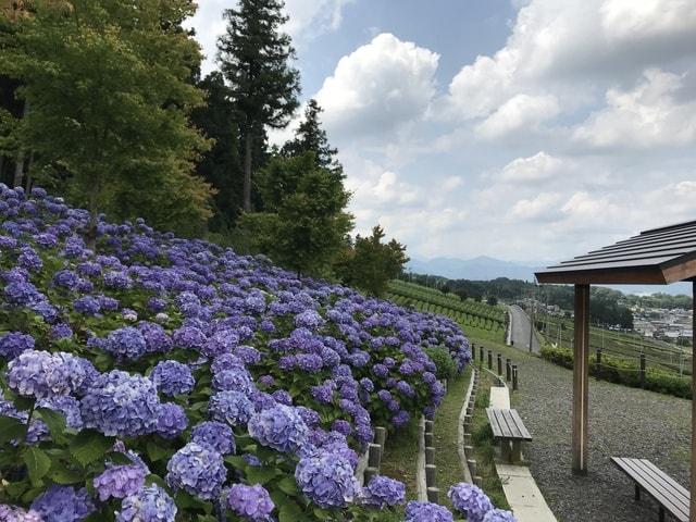 【あじさい・見ごろ】霞間ヶ渓花畑