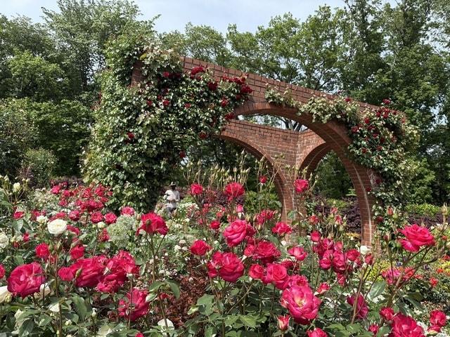 【花・見ごろ】国営武蔵丘陵森林公園　春バラ