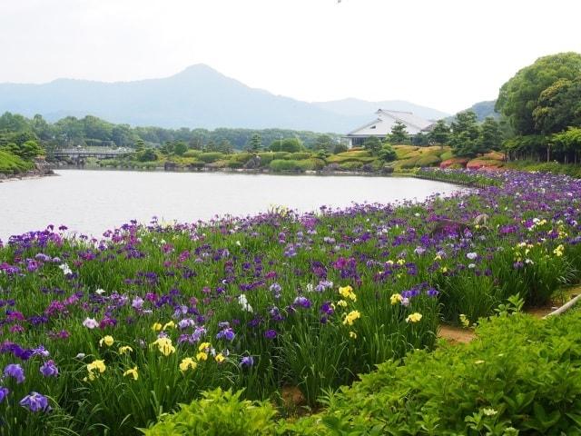 南楽園　花菖蒲まつり