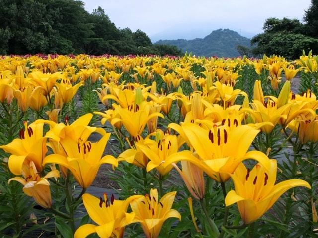 ゆりまつりオープニングセレモニー