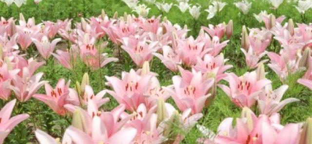 秘密の花園限定公開
