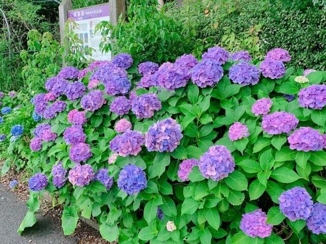 【あじさい・見ごろ】かいもん山麓ふれあい公園
