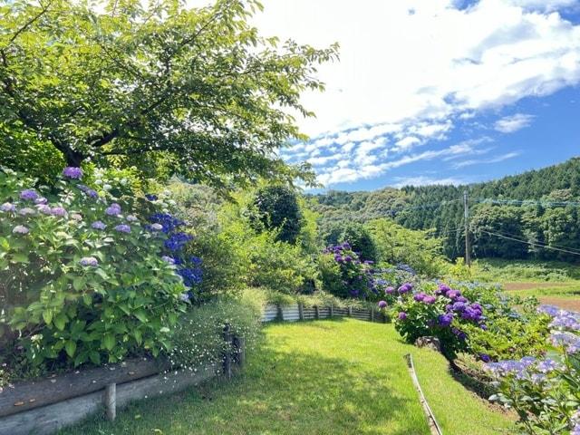 【あじさい・見ごろ】里山ガーデンしいのきの森