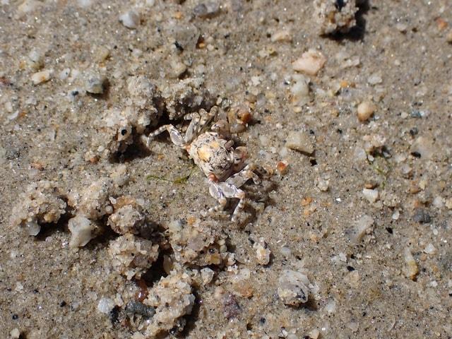 展示室で浜辺の生き物をさがそう～夏～