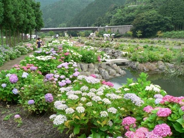 【あじさい・見ごろ】あじさいロード＆下長瀬アジサイ公園