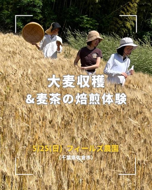 大麦収穫＆麦茶の焙煎体験
