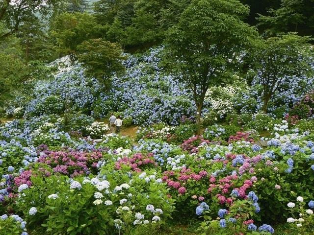 舞鶴自然文化園　アジサイ園開園