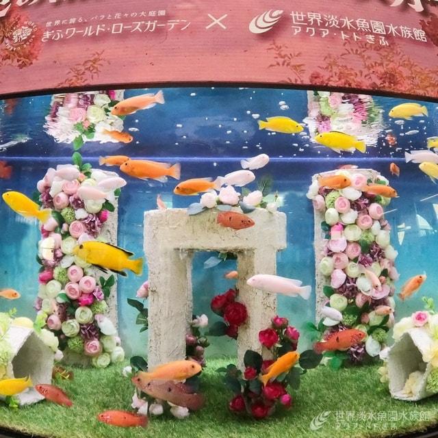 テーマ水槽『バラ色の魚たちとローズガーデン』