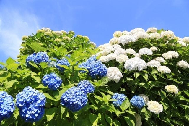 【あじさい・見ごろ】マザー牧場