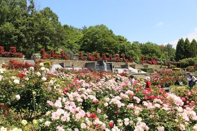 播磨中央公園　春のばらまつり