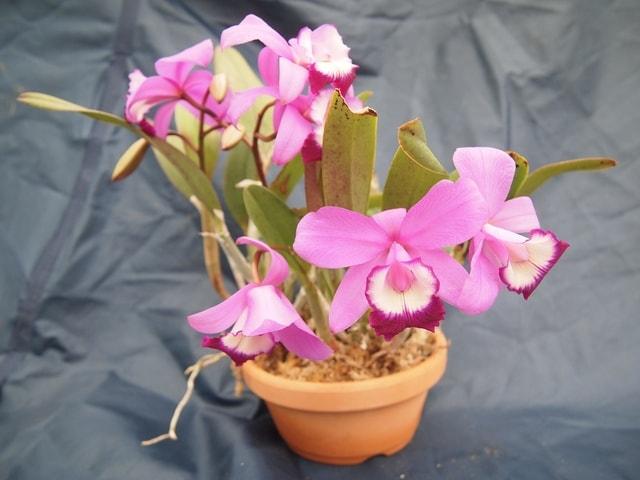 ミニカトレヤ　プロの栽培士による”らん”の植え替え教室