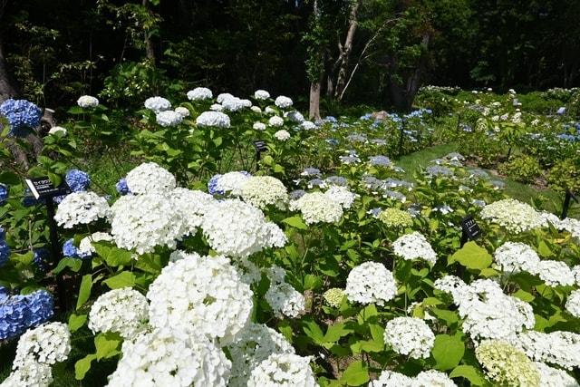 万博記念公園 あじさい祭