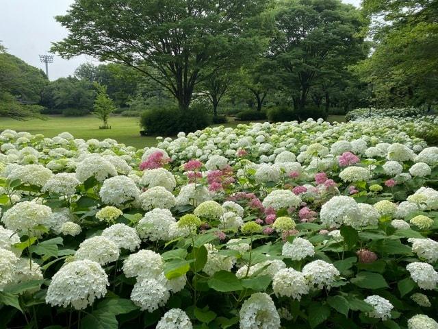 郷土の森　あじさいまつり