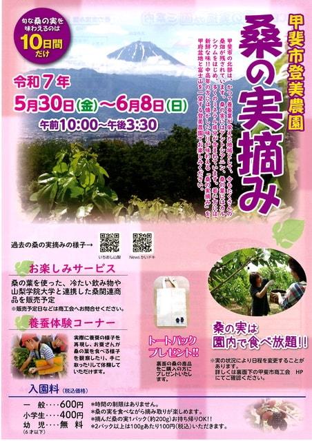甲斐市登美農園桑の実摘み