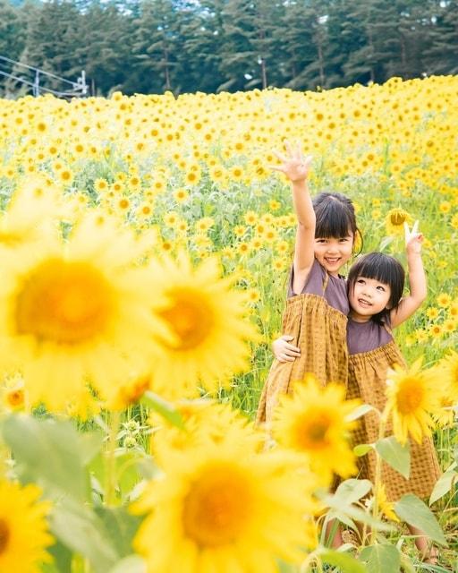 第19回　アルコピアひまわり園