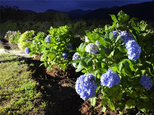 魚津ヶ崎あじさい園ライトアップ