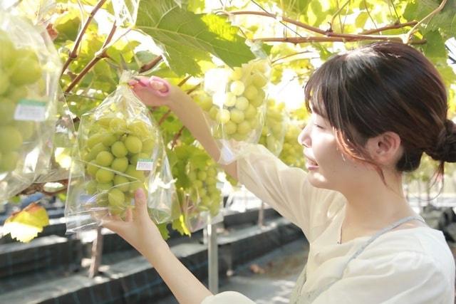 ぶどう狩り