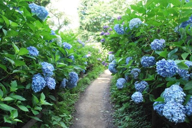 第46回護摩堂山湯田上温泉あじさいまつり