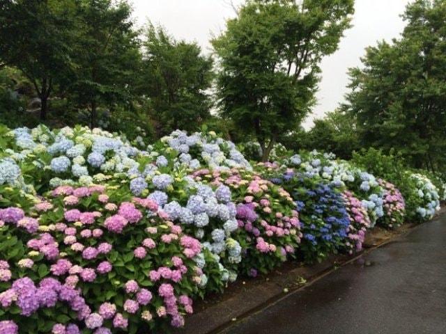 えぼしあじさいまつり