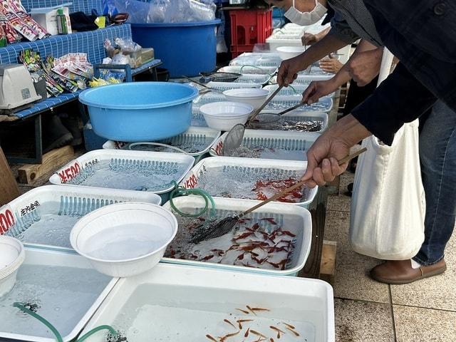 しょうない金魚まつり 2025