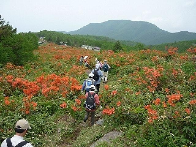 五味池破風高原　レンゲツツジin五味池～百万株の群生地～