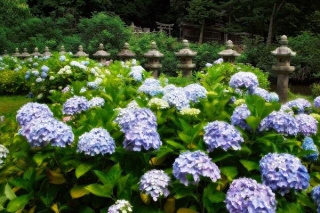 【あじさい・見ごろ】月照寺