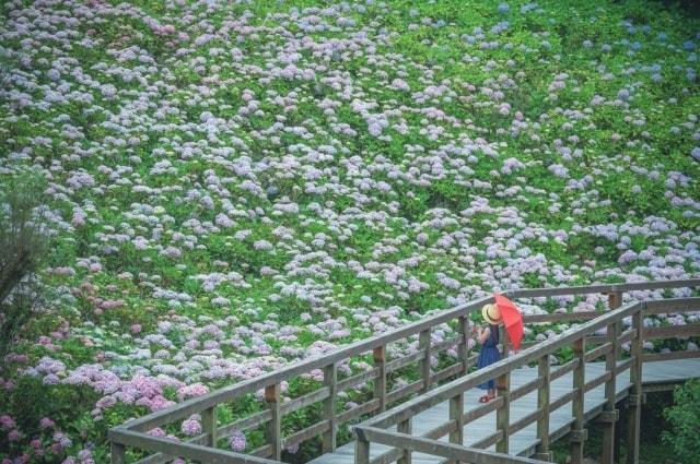 国営讃岐まんのう公園 あじさいまつり