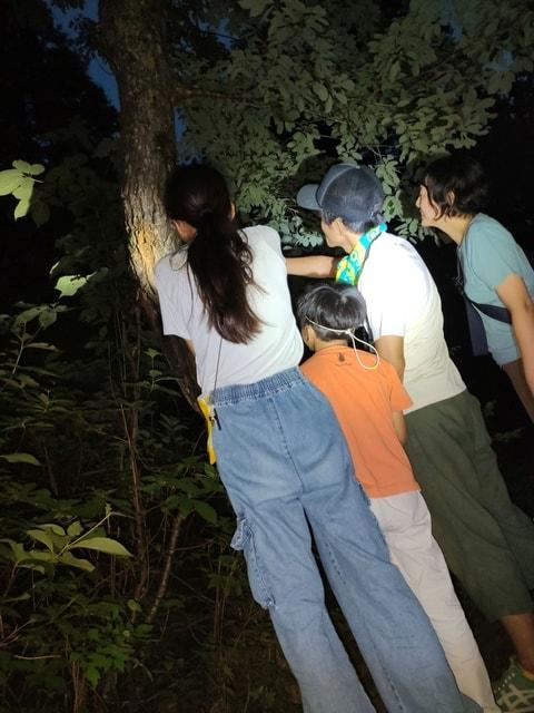 なべくら高原で夜の虫探し