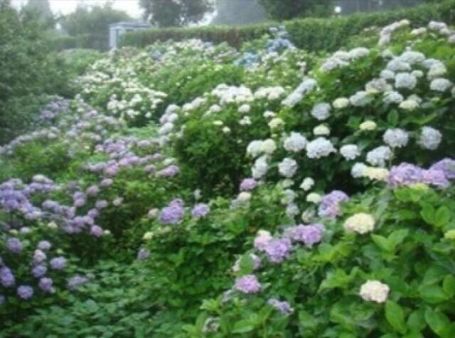 【あじさい・見ごろ】高取山公園