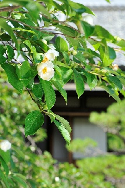 【花・見ごろ】田中本家の沙羅の花