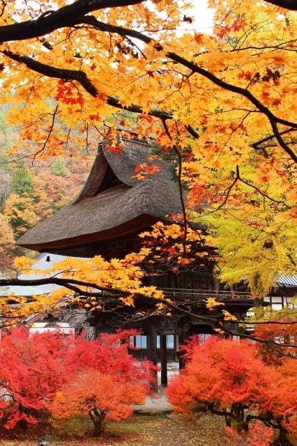 【紅葉・見ごろ】霊松寺