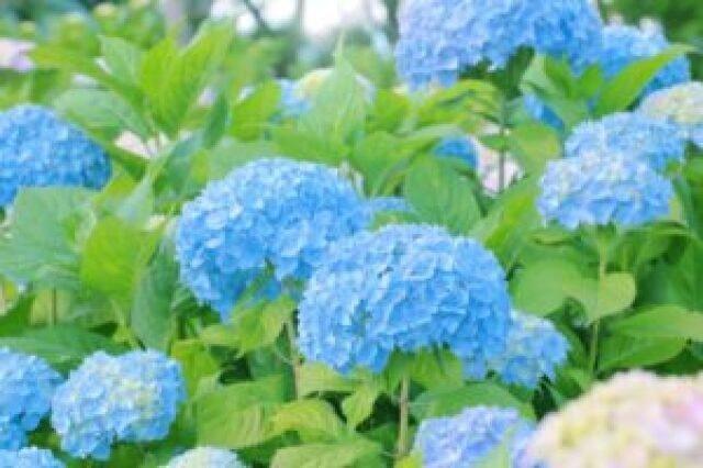 【あじさい・見ごろ】滋賀農業公園ブルーメの丘