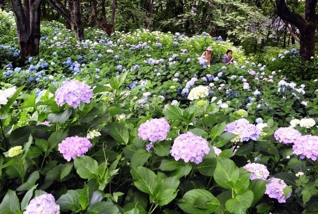 【あじさい・見ごろ】水道山・観音山公園